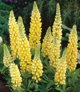 Lupinus polyphyllus 'Yellow Shades'